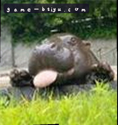 孙鹏